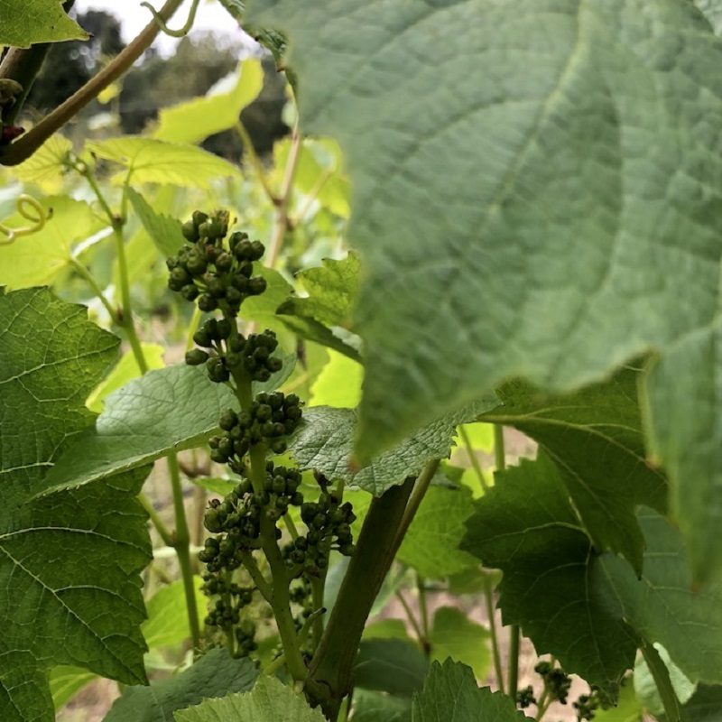 alfaro-vineyard-grapes